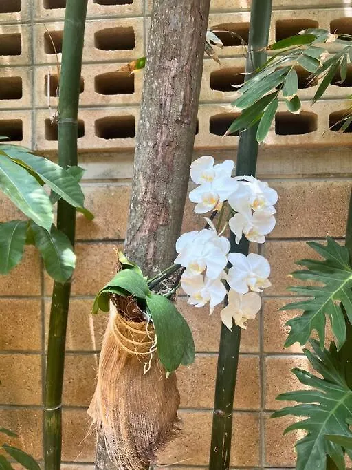 Jungle Oasis - Villa With Private Pool تولوم 0*,  المكسيك